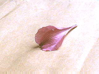 petal1.jpg